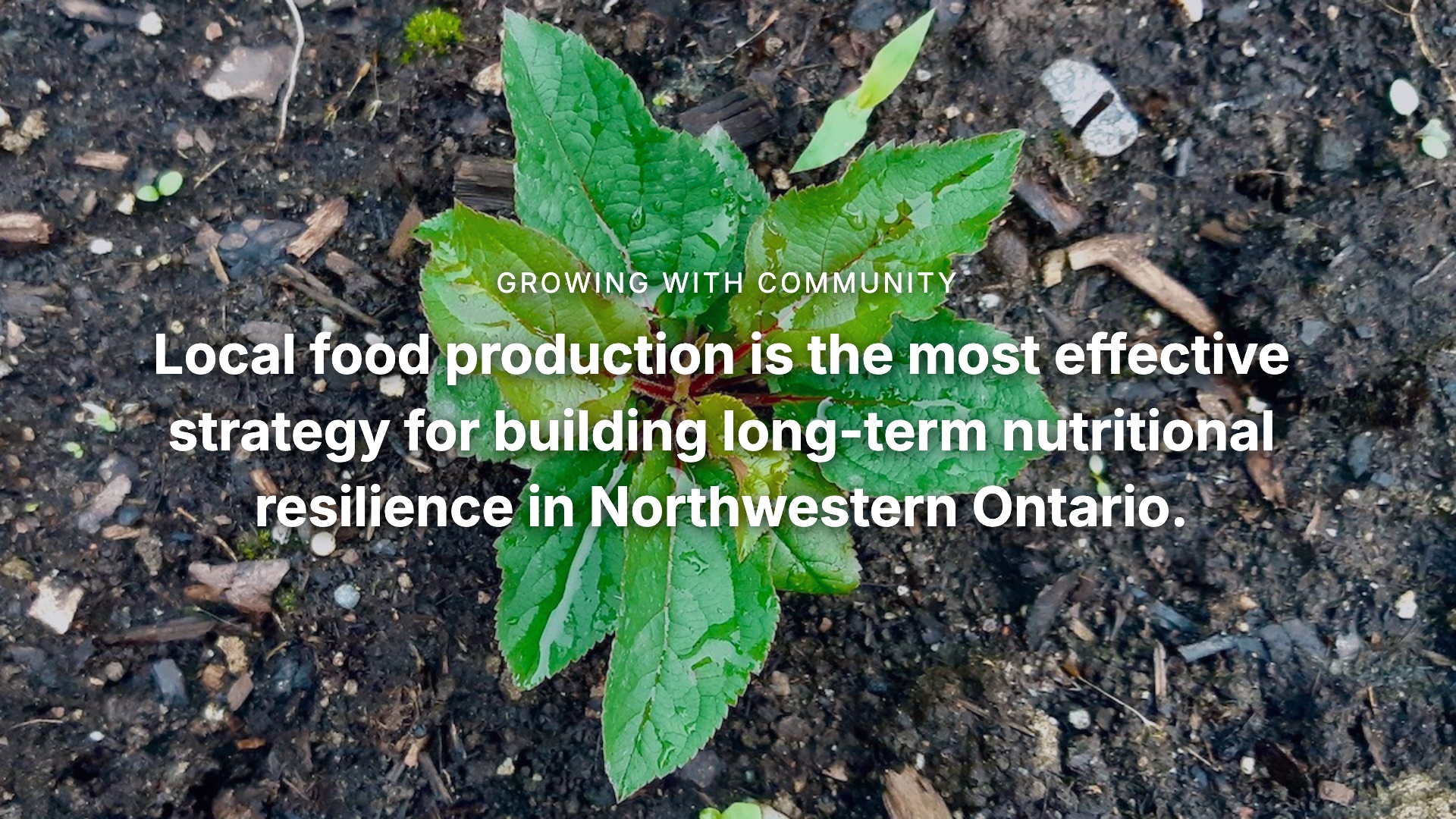 Building food security in Borups Corners and Dyment requires local action. Discover strategic ways to scale small gardens. #FoodSecurity #SDG2