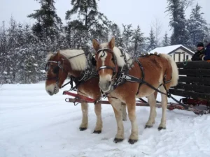 Annual Sleigh Ride
