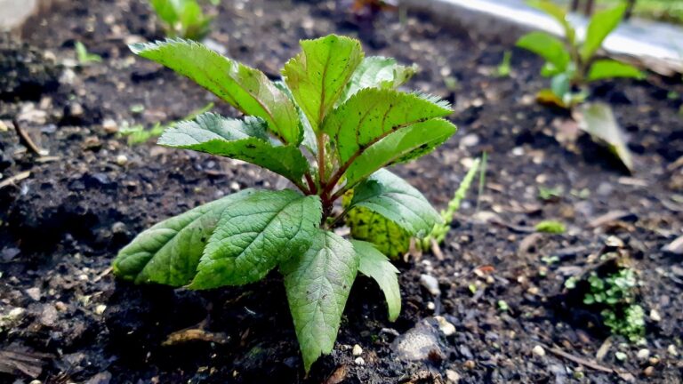 These resilient seedlings, nurtured at the Art Borups Corners Land Lab, are prepared for their spring transplant. Their local lineage ensures they will thrive as a permanent, edible addition to the Dyment Recreation Complex.