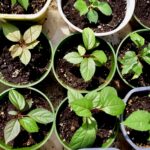 These apple trees are just about ready to leave their pots and join the landscape at the Dyment Recreation Hall. They’re the start of our long-term community orchard.