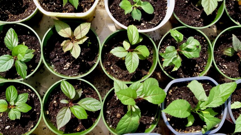 These apple trees are just about ready to leave their pots and join the landscape at the Dyment Recreation Hall. They’re the start of our long-term community orchard.