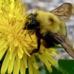 Dusty and determined, a bumblebee claims its golden tax from a Melgund Township dandelion, fueled for the flight home.