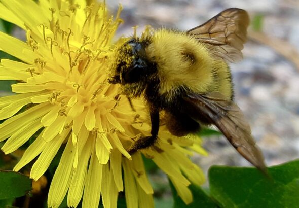 Dusty and determined, a bumblebee claims its golden tax from a Melgund Township dandelion, fueled for the flight home.