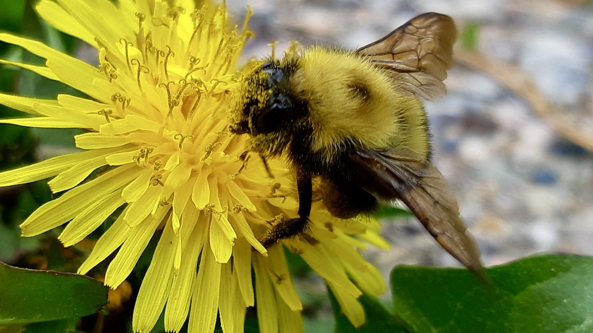 Dusty and determined, a bumblebee claims its golden tax from a Melgund Township dandelion, fueled for the flight home.