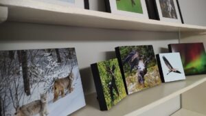 Wildlife & Northern Lights Photography in Melgund Township