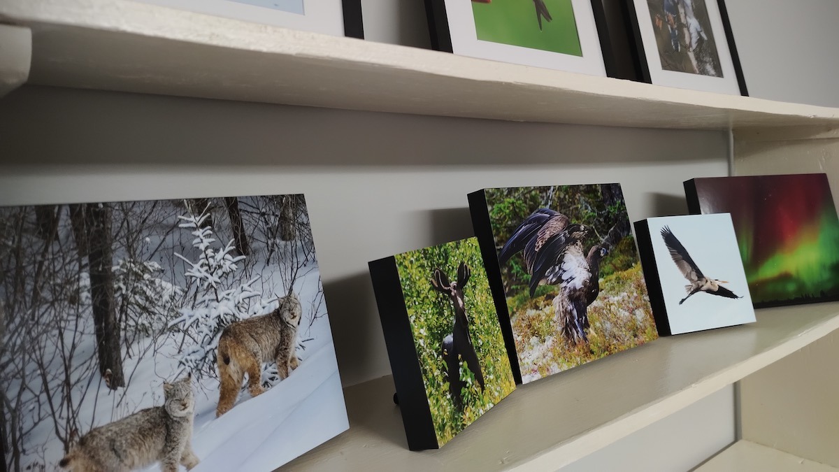 Wildlife & Northern Lights Photography in Melgund Township