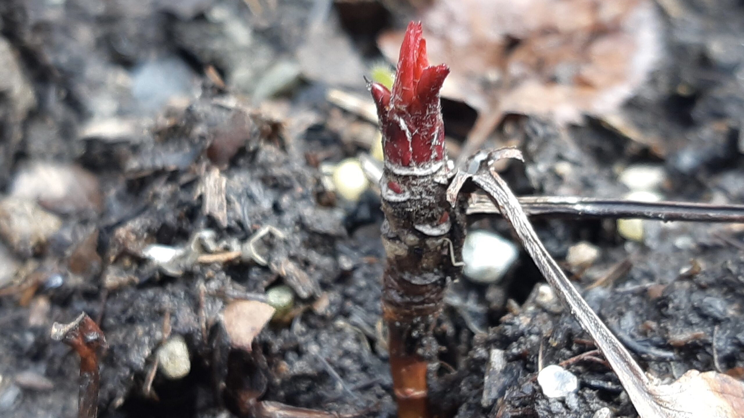Legacy in the making! These second-generation seedlings, grown from a local parent tree, are officially waking up for an exciting second year thanks to Art Borups Corners collective.