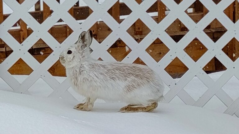 Easter Bunny visits Melgund Township, Northwestern Ontario