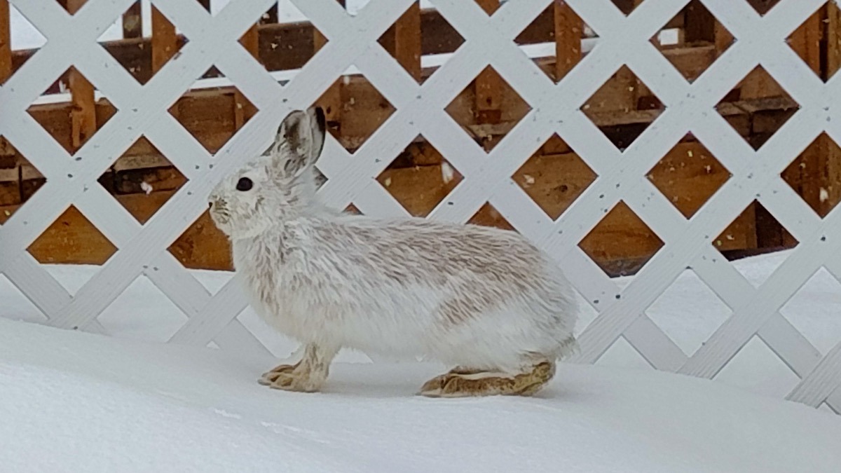 Easter Bunny visits Melgund Township, Northwestern Ontario