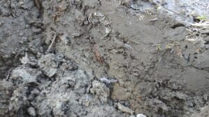Reclaiming dried clay through slaking creates less waste while reconnecting artists with traditional ceramic preparation methods naturally.