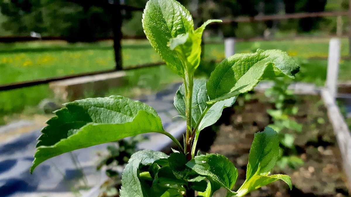 One of the healthy young apple tree seedlings grown in the Art Borups Corners land lab, now ready to take root at its new home in the Dyment Recreation Hall greenspace.