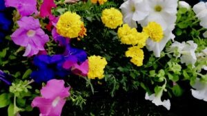 These beautiful flowers, donated by Art Borups Corners through their the Arts and Land Lab program will bring colour and care to the Dyment Recreation Park grounds.