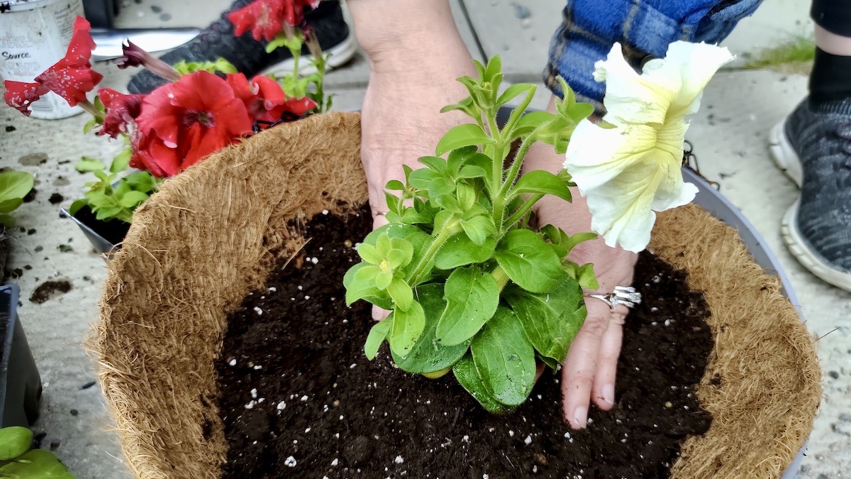 Community volunteers transformed the grounds of Dyment Recreation Hall in Melgund Township through a successful community garden and flower planting project, preparing the recreation complex for Canada Day Festival celebrations across Northwestern Ontario.