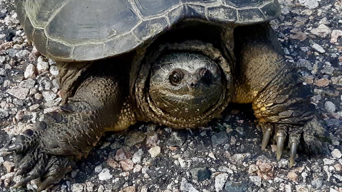 Up close with Northwestern Ontario’s ultimate cleanup crew. Look at the claws on this massive common snapping turtle.