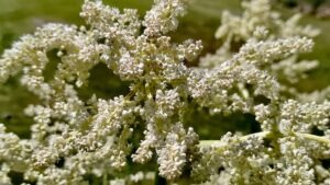 Sweet flowers, sour stalks. A beautiful showcase of the stunning, tiny white clusters that pop up when the rhubarb decides to bolt in the June sunshine.
