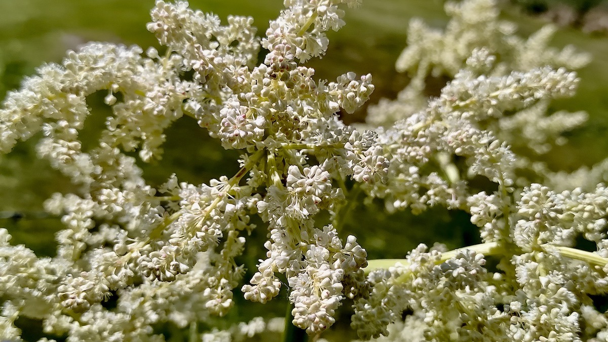 Sweet flowers, sour stalks. A beautiful showcase of the stunning, tiny white clusters that pop up when the rhubarb decides to bolt in the June sunshine.