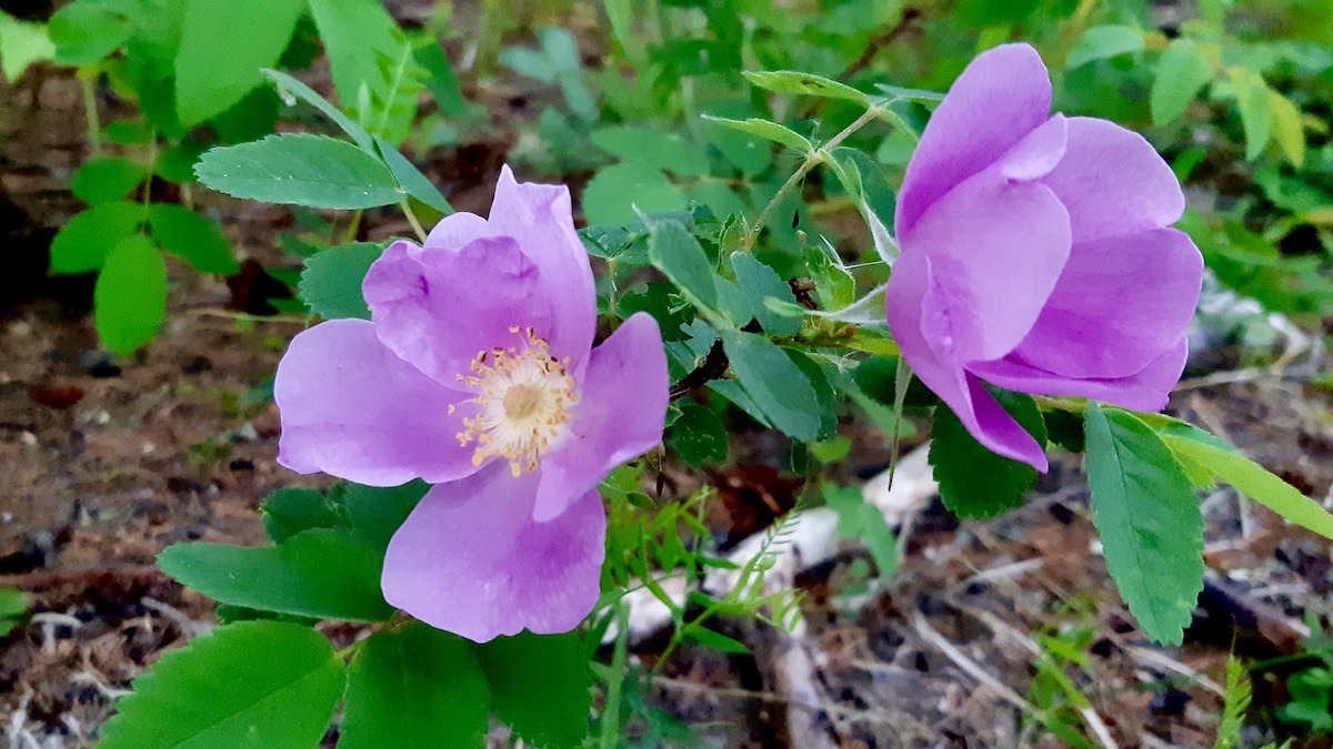 Melgund Township is integrating native northwestern Ontario wild roses into the rejuvenation of Dyment Recreation Park to foster a resilient, historically authentic local ecosystem.
