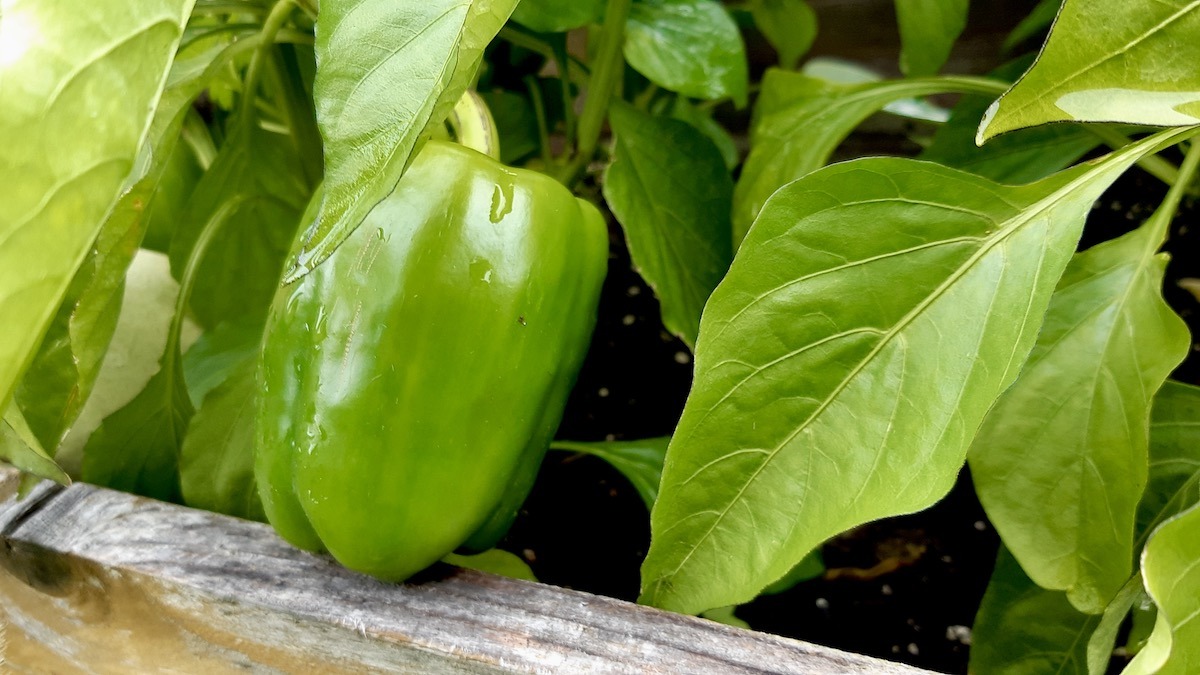 Green Peppers Growing