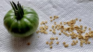 Harvesting and drying tomato seeds creates a reliable stock for next season's garden beds and community swaps.