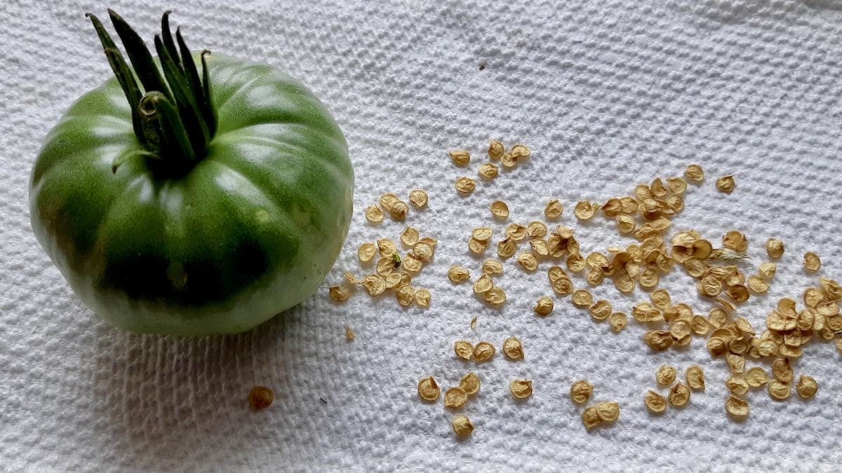 Harvesting and drying tomato seeds creates a reliable stock for next season's garden beds and community swaps.