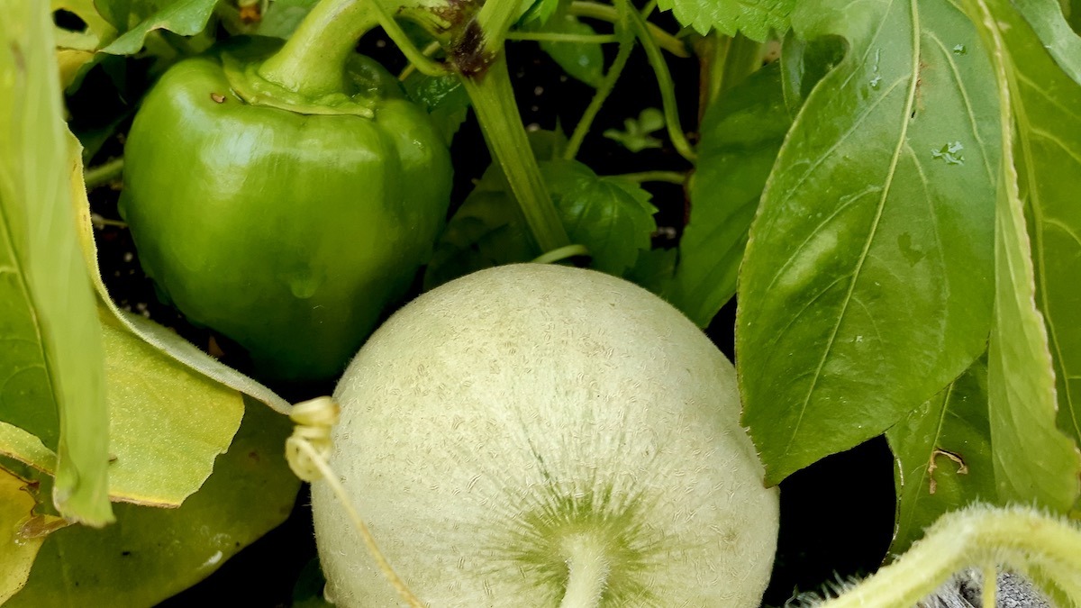 One Week Left: Help Inform Nuclear Waste Land Use and Diet Studies