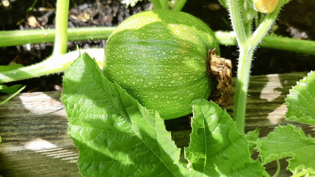 Milder September air is breathing new life into the garden just as summer youth programs wrap up.