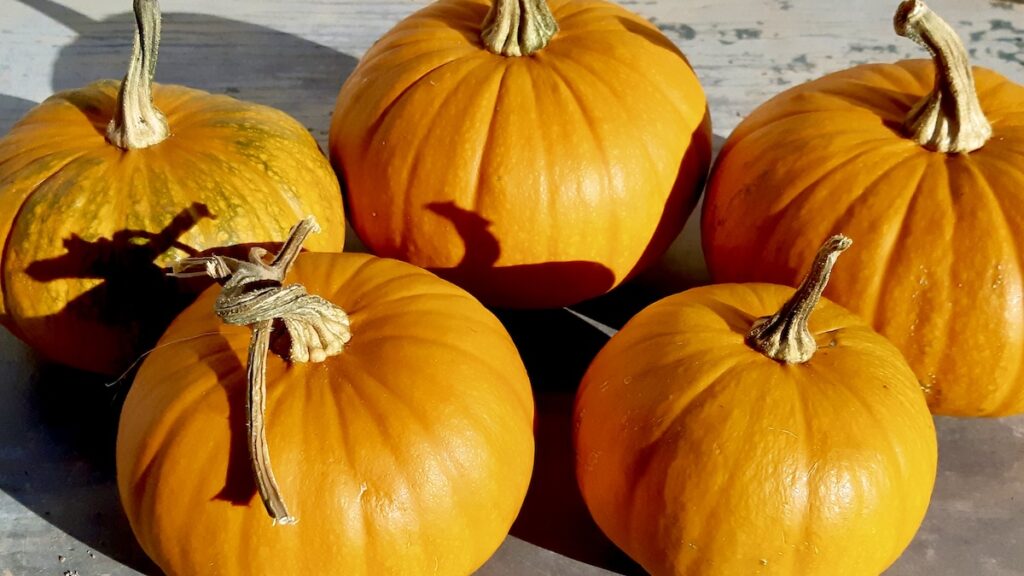 There will be pumpkins to carve at the Dyment Recreation Hall on Wed. October 28 from 1-4 p.m. Come out and show us your carving skills!